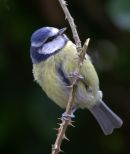 Blue_Tit_1